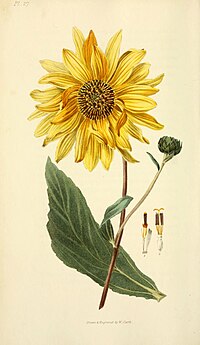 Flora conspicua (Pl. 27) (6046344127).jpg