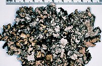 Parmotrema crinitum.jpg