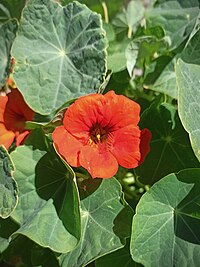 Flower of Tropaeolum majus (Tropaeolaceae).jpg