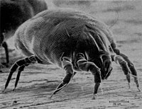 House Dust Mite.jpg