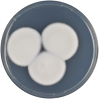 Aspergillus insulicola cya.png