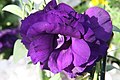 Eustoma Avila Purple
