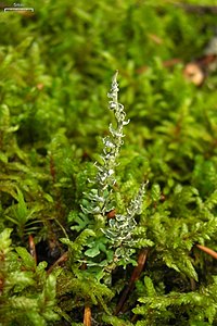Frosted Cladonia (3838500461).jpg