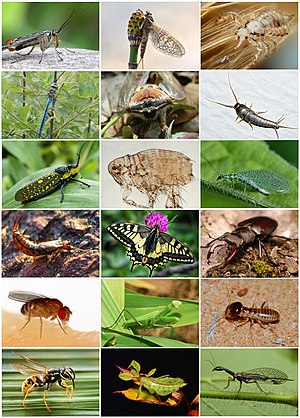 Insecta Diversity.jpg