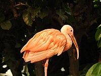 Scarlet Ibis with Tree Background.jpg