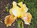 Iris 'Censation Golden Zebra' Kosaciec 2019-05-05 06.jpg