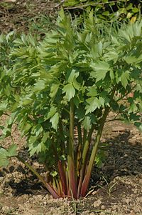 Levisticum officinale-planto.jpg