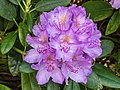 Rhododendron ponticum actm 03.jpg