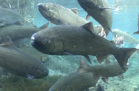 Chinook salmon.png