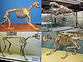 Обзор видов из подсемейства Machairodontinae: Homotherium venezuelensis, Machairodus aphanistus, Metailurus sp. и Smilodon fatalis.