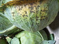 Alternaria brassicae (Berk.) Sacc. Symptoms on cabbage.JPG
