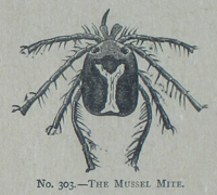 Picture Natural History - No 303 - The Mussel Mite.png