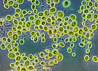 Одноклеточные водоросли хлорелла.jpg