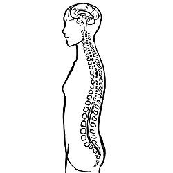 Центральная нервная система