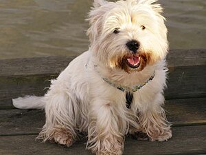 White-terrier.jpg