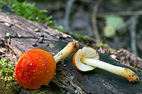 Pluteus aurantiorugosus (15843676689).jpg