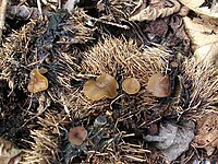 Rutstroemia echinophila.jpg