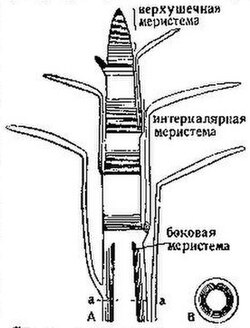 БСЭ1. Меристема.jpg