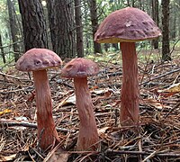 2014-10-17 Boletus projectellus (Murrill) Murrill, 471305.jpg