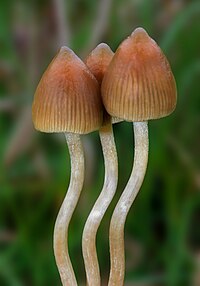 Psilocybe.semilanceata.Alan.jpg