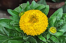 Calendula officinalis 31122014 (3).jpg