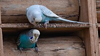 Melopsittacus undulatus mex180102p6.jpg