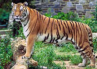 Panthera tigris tigris (cropped).jpg