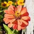 Unidentified Zinnia cultivar (4).jpg