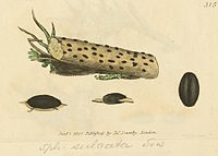 Coloured Figures of English Fungi or Mushrooms - t. 315.jpg