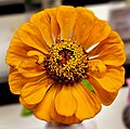 Zinnia-Golden State.jpg