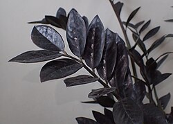 Zamioculcas zamiifolia 'Dowon' vel Raven