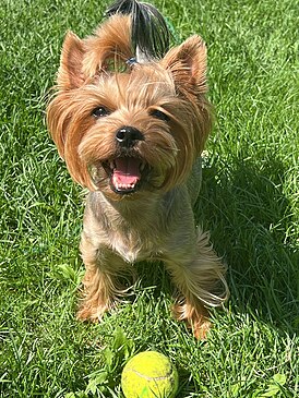 Йоркширский терьер