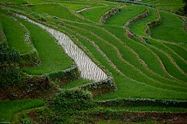 Hani Rice Terraces (53696042856).jpg
