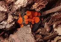 Scutellinia crucipila (Cooke & W. Phillips) J. Moravec 614355 crop.jpg